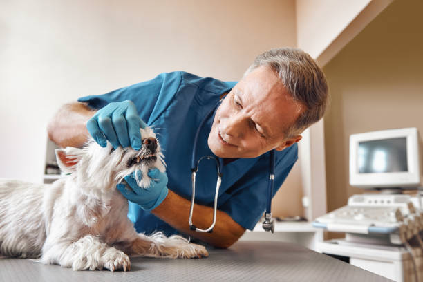 Best Emergency Denture Repair in Huxley, IA